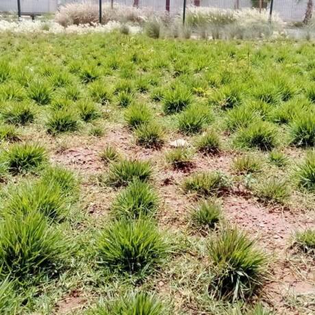 Hada zoysia japonica