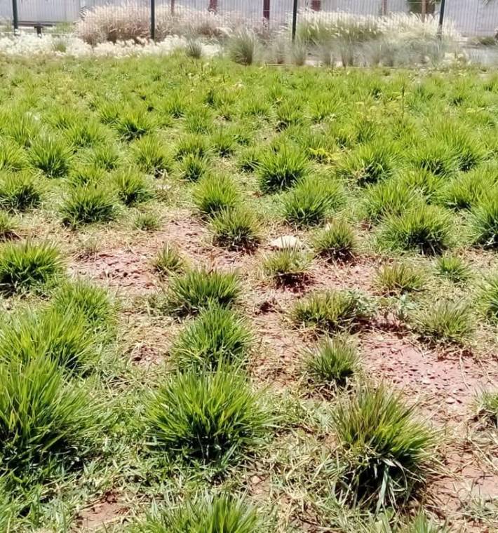 Hada zoysia japonica