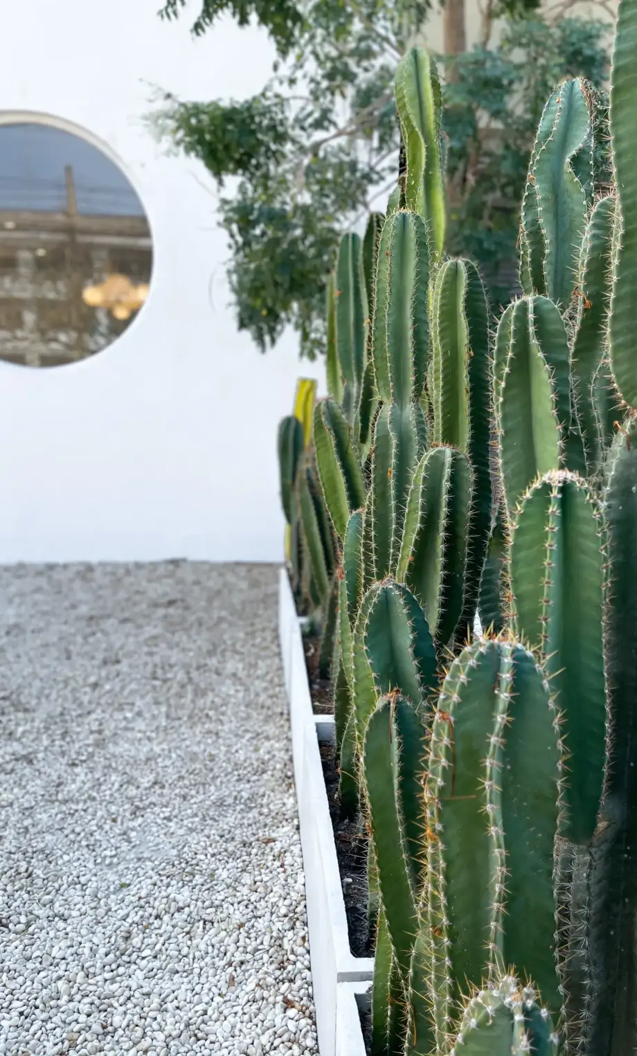 close-up-detail-of-a-beautiful-and-impressive-big-2025-02-03-10-58-06-utc