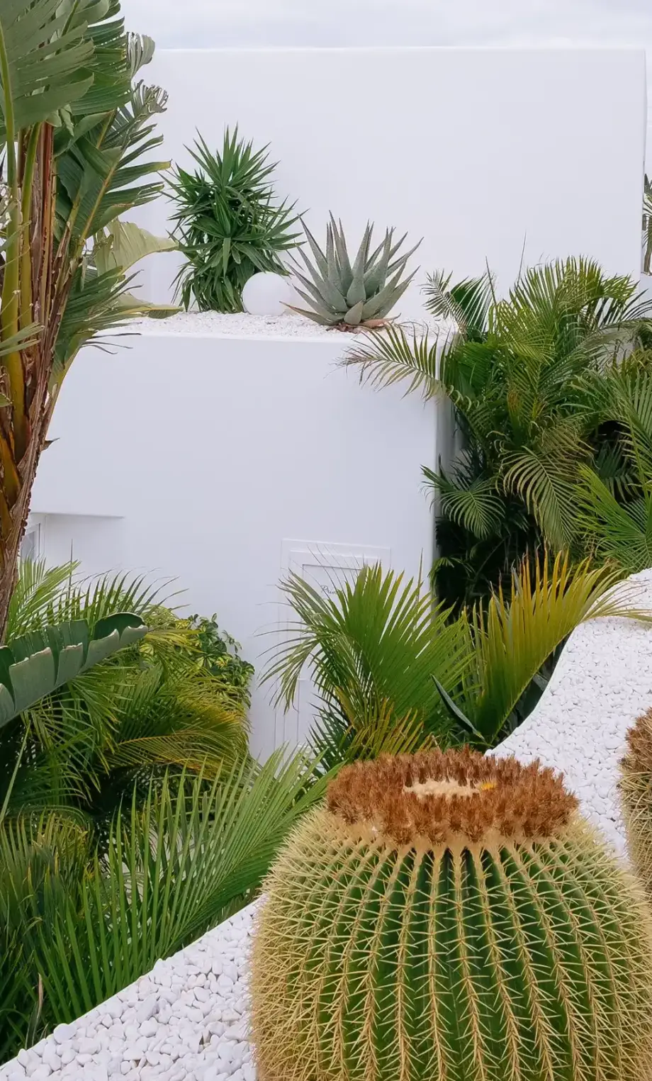 Atelier Pink Saguaro